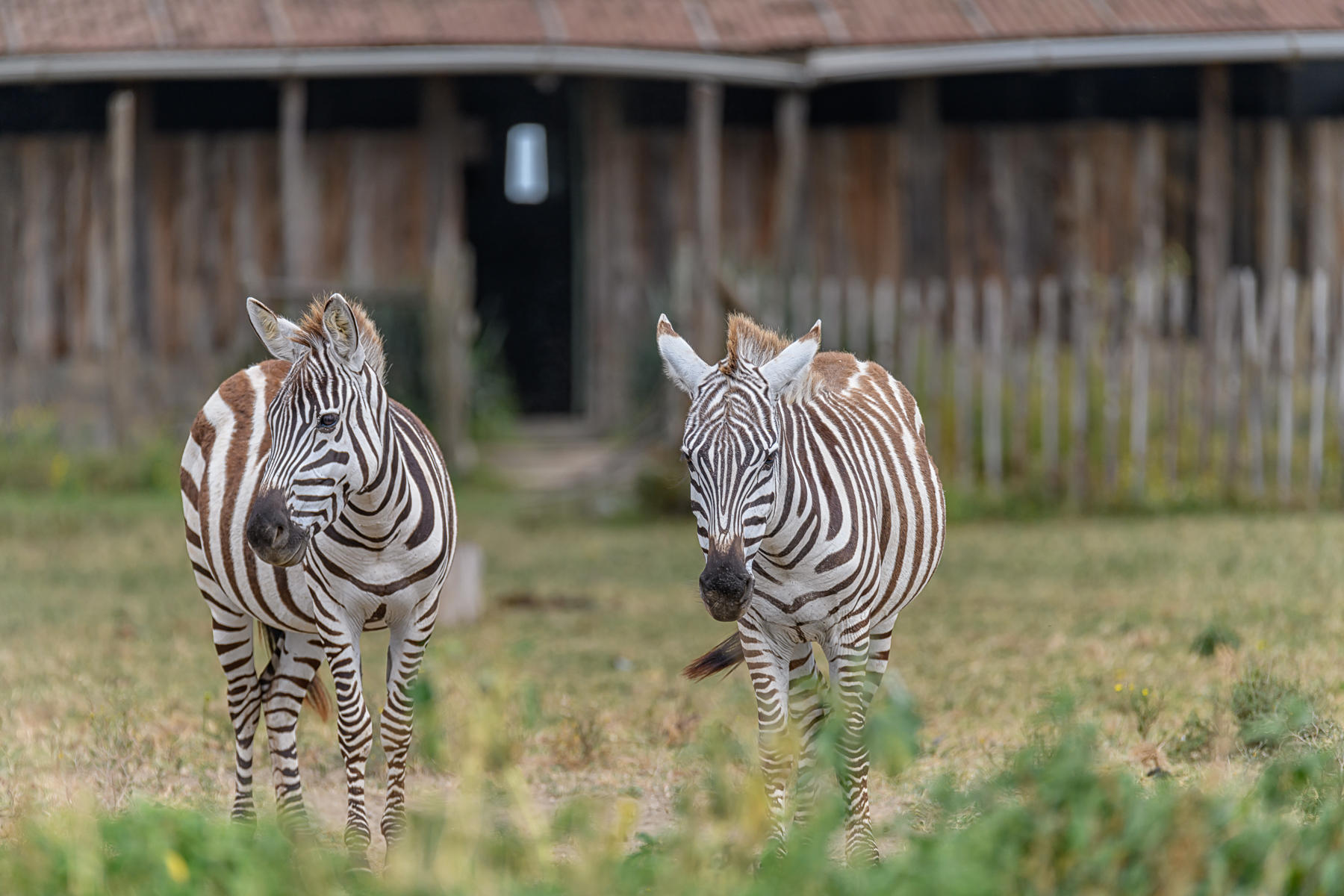 Twin Zebra's Kenya : Earthbound : ELIZABETH SANJUAN PHOTOGRAPHY