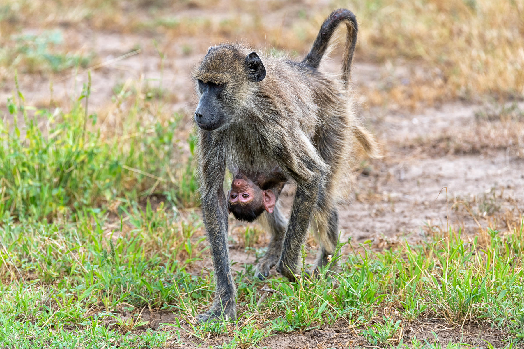 Baboon and Baby : Earthbound : ELIZABETH SANJUAN PHOTOGRAPHY