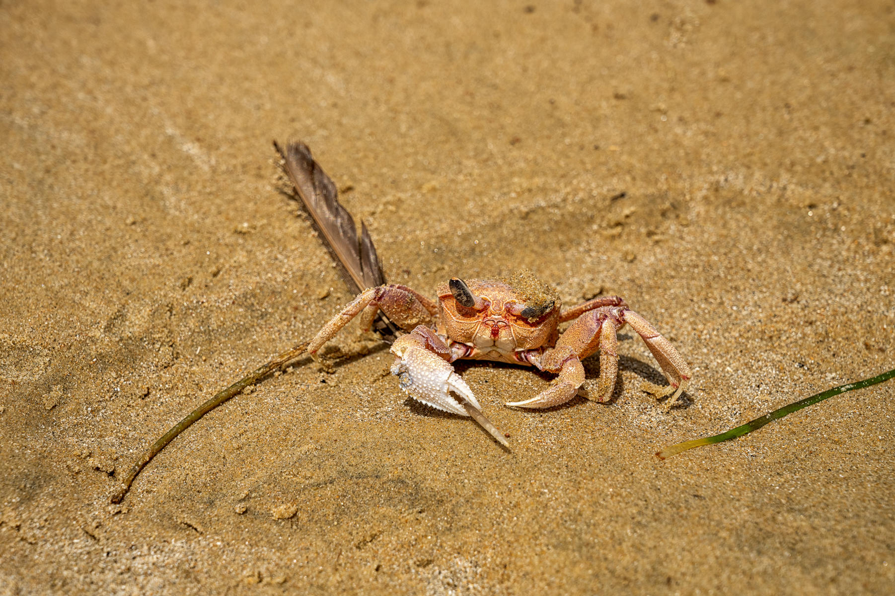 Pink Crab and Feather : Earthbound : ELIZABETH SANJUAN PHOTOGRAPHY