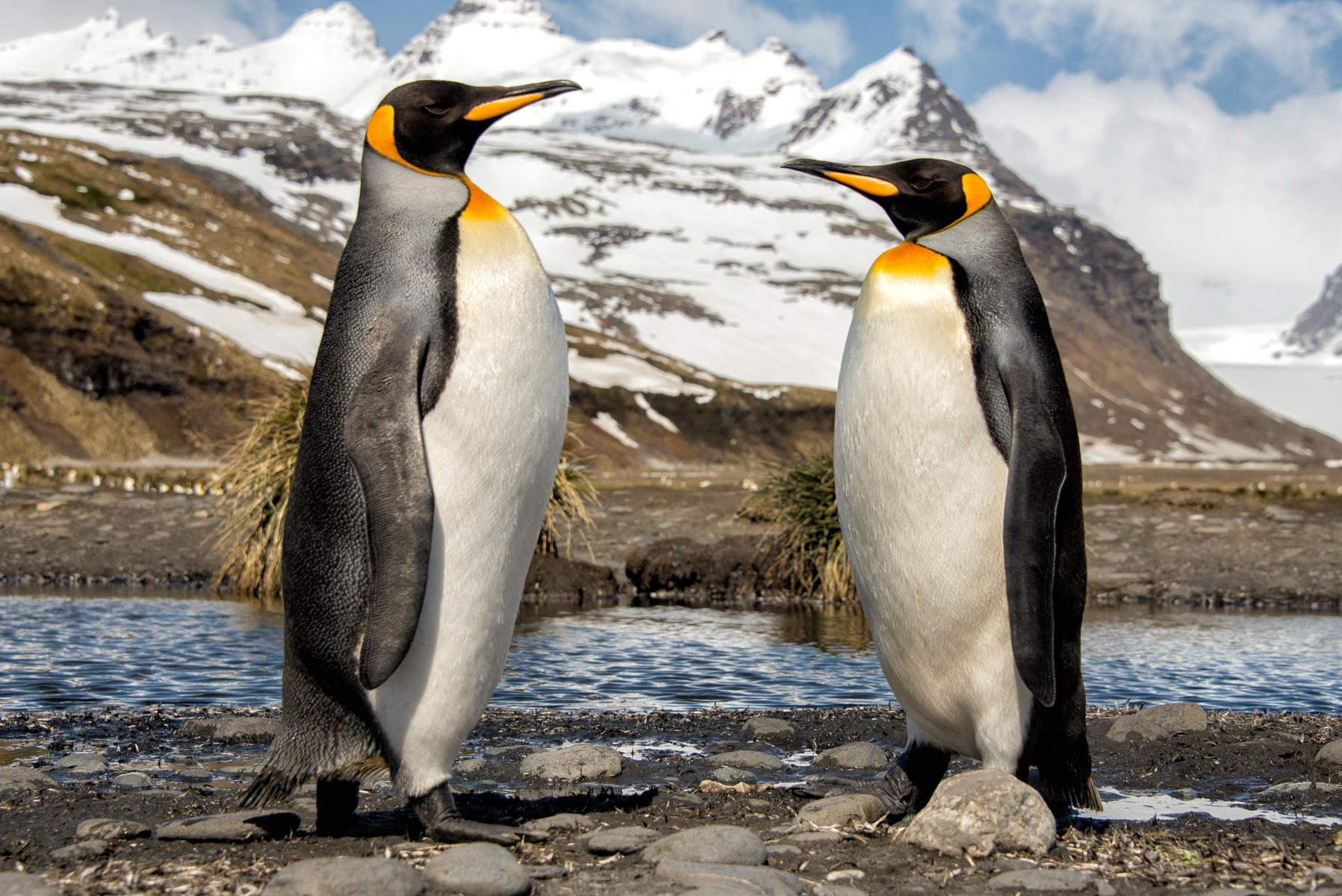 Meeting of the Minds, King Penguins : South Georgia Island, Penguin Kingdom  : ELIZABETH SANJUAN PHOTOGRAPHY