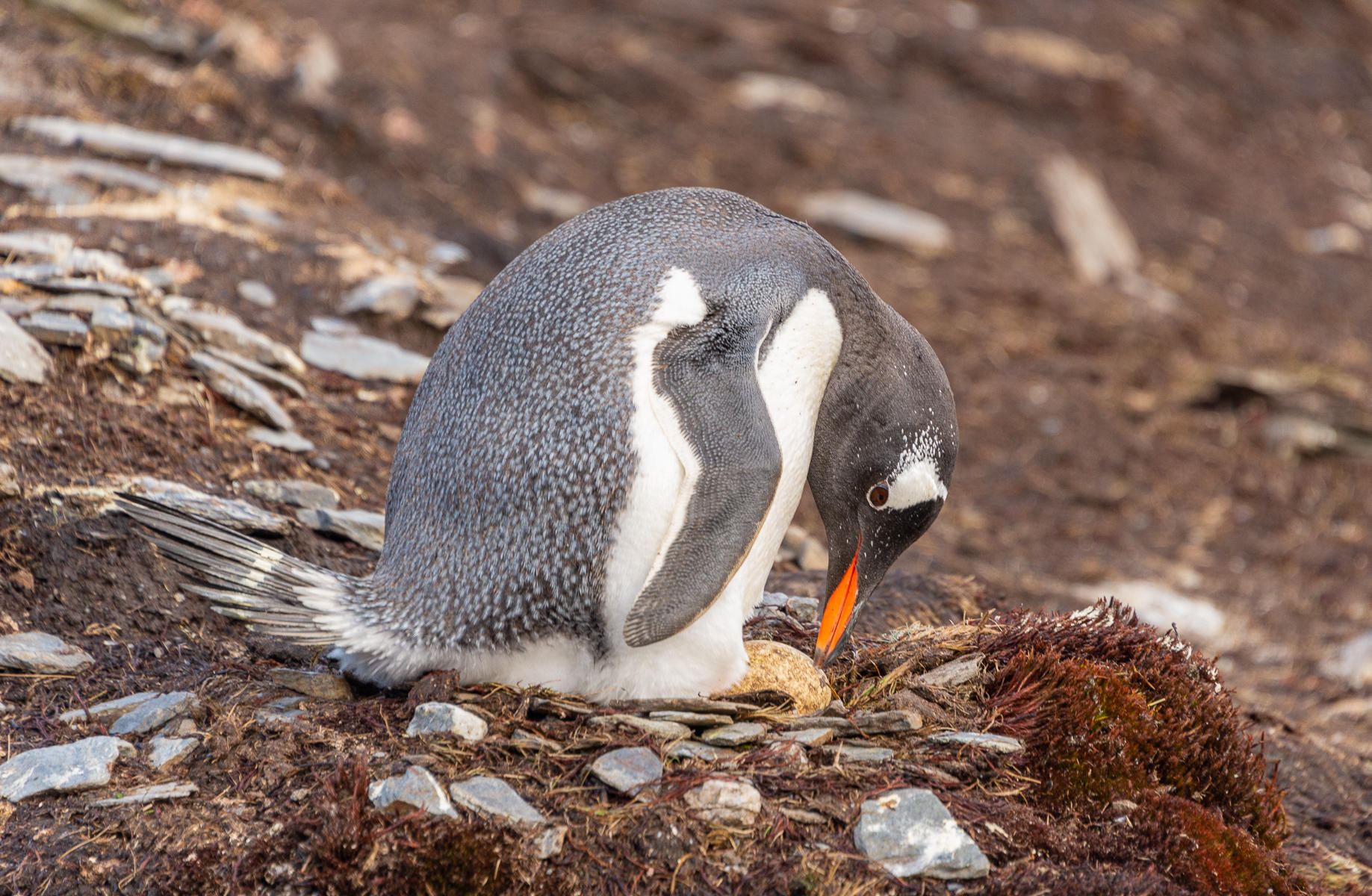 Gentoo Penguin Love : South Georgia Island, Penguin Kingdom  : ELIZABETH SANJUAN PHOTOGRAPHY