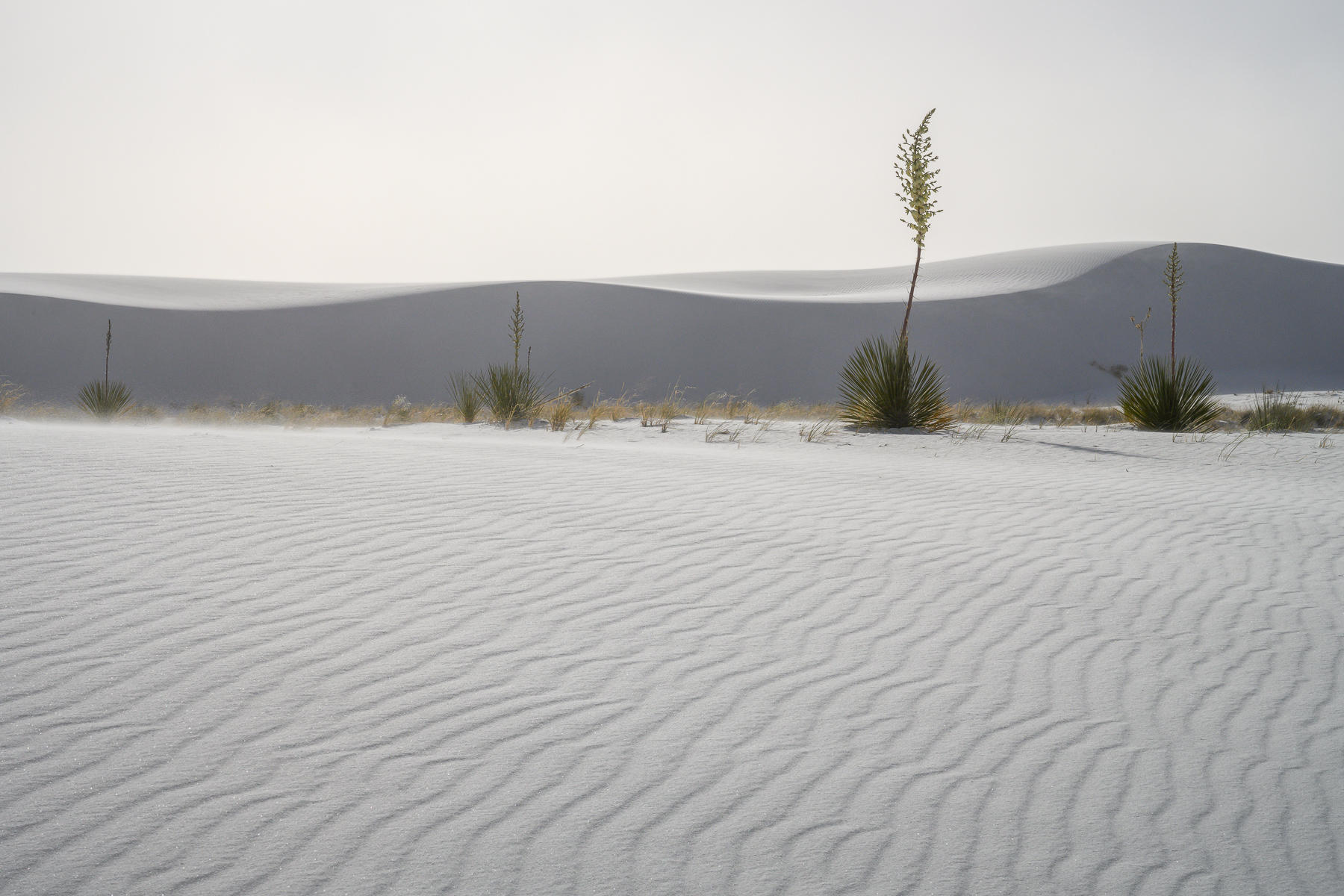 Standing Tall : White Sands, Glistening Sands of New Mexico : ELIZABETH SANJUAN PHOTOGRAPHY
