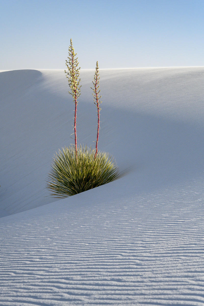 Agaves : White Sands, Glistening Sands of New Mexico : ELIZABETH SANJUAN PHOTOGRAPHY