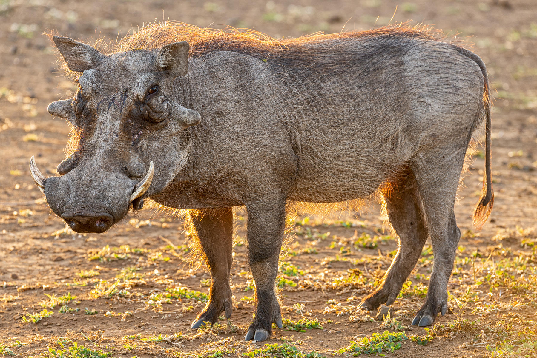 Warthog at Sunset : Zimbabwe, Where Elephants Reign : ELIZABETH SANJUAN PHOTOGRAPHY