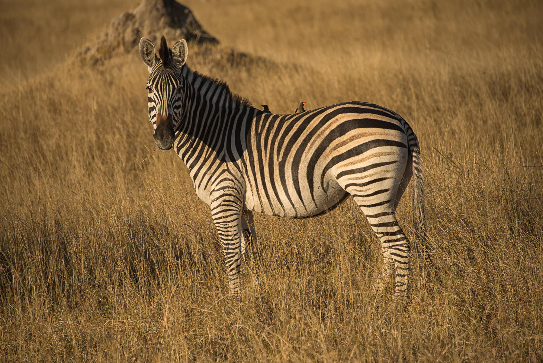 Zebra and Oxpecker's : Earthbound : ELIZABETH SANJUAN PHOTOGRAPHY