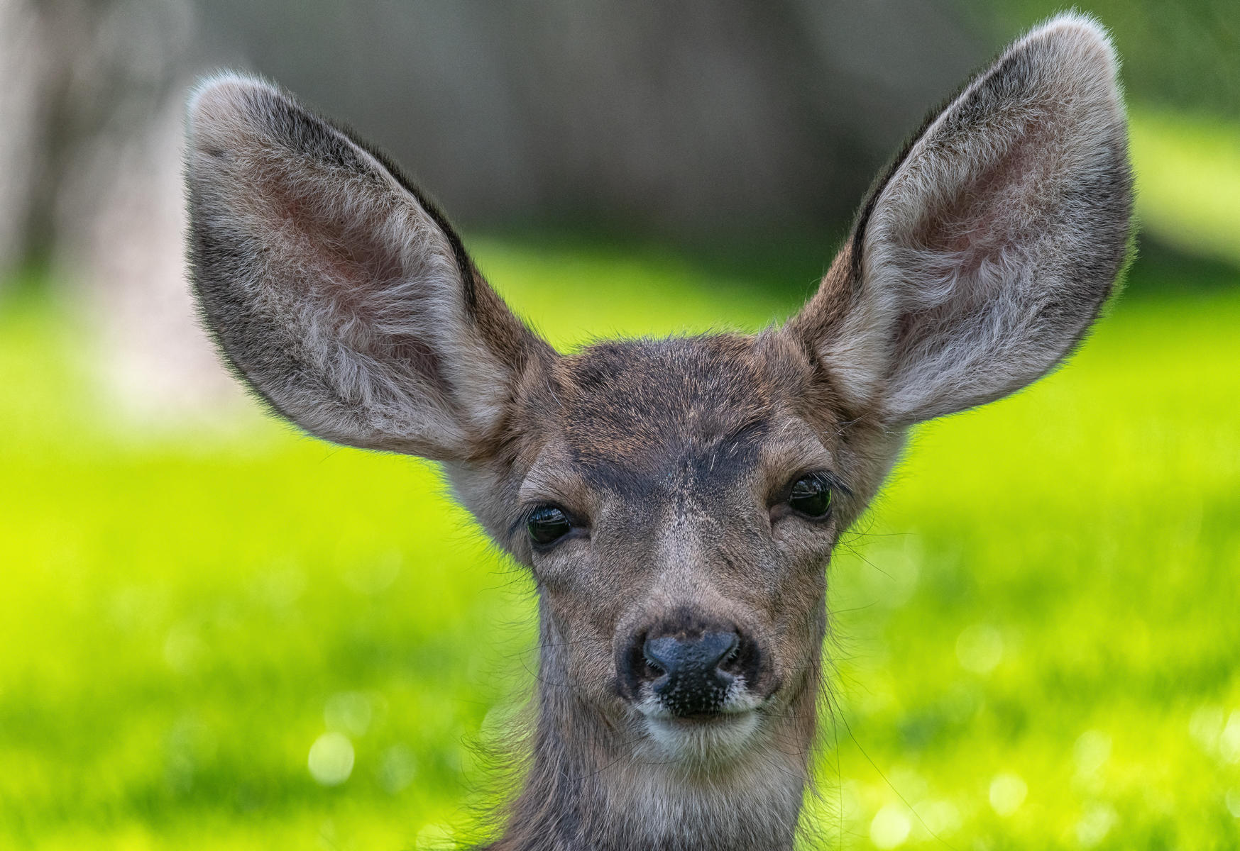 Young Mule Deer : Earthbound : ELIZABETH SANJUAN PHOTOGRAPHY