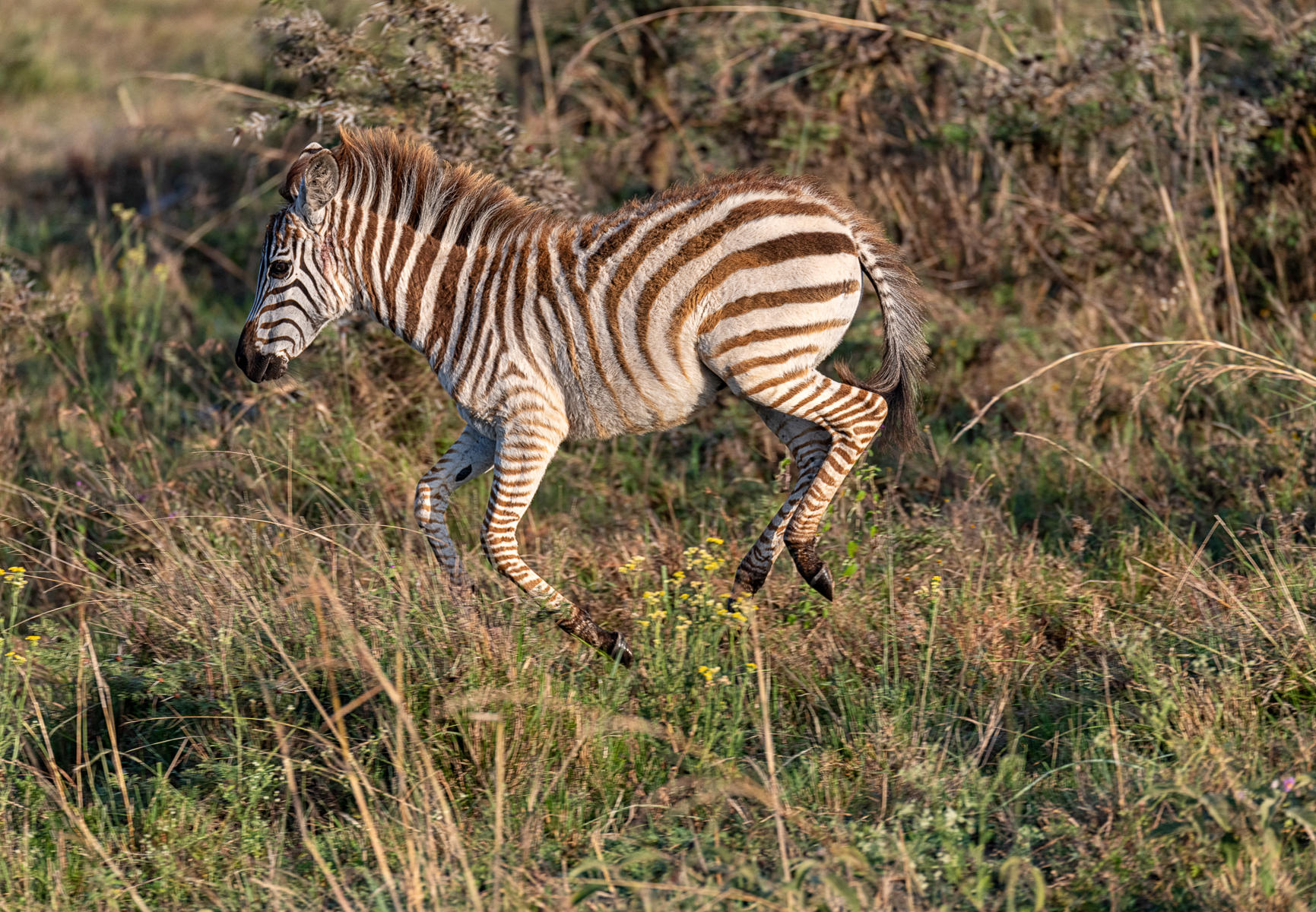 Baby Zebra on the Run : Earthbound : ELIZABETH SANJUAN PHOTOGRAPHY