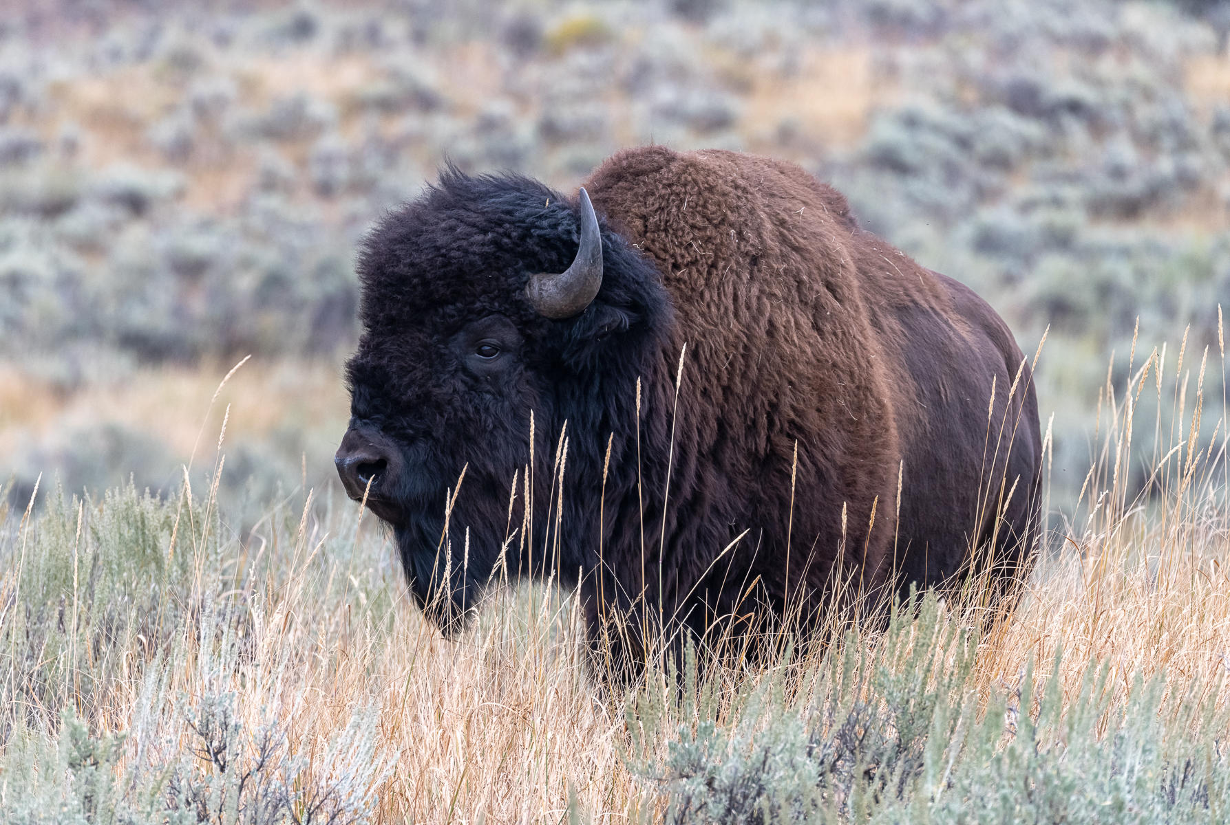 Buffalo : Earthbound : ELIZABETH SANJUAN PHOTOGRAPHY