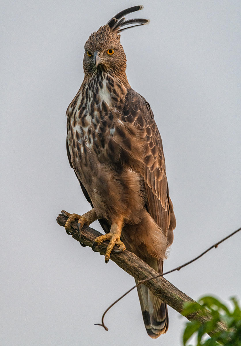 Golden Crested Eagle : Winged Ones, Birds, Butterflies, Dragonflies... : ELIZABETH SANJUAN PHOTOGRAPHY