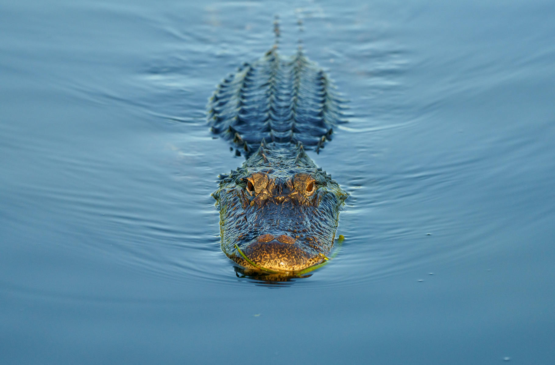 Gator Time, Alligator : Earthbound : ELIZABETH SANJUAN PHOTOGRAPHY