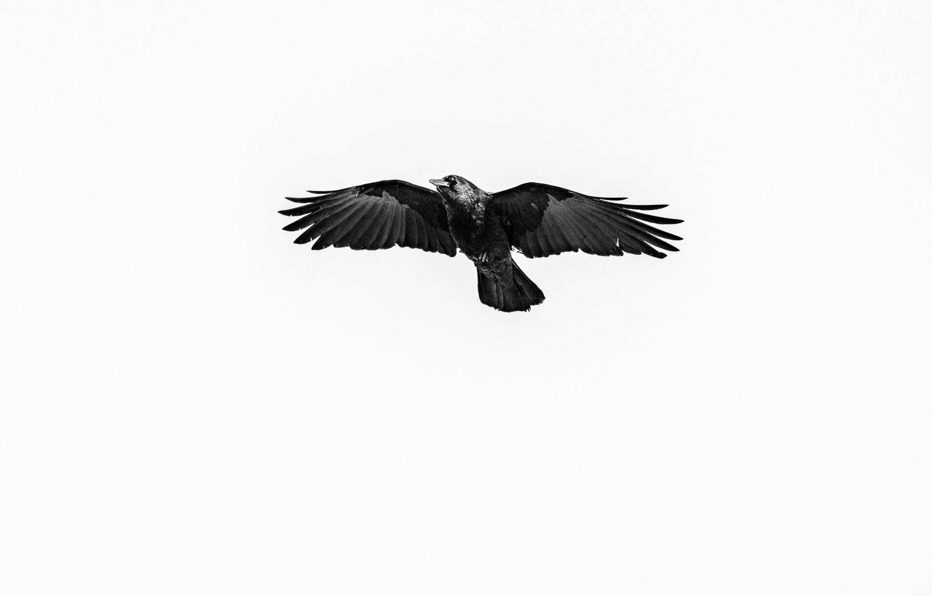 Raven Rising : Winged Ones, Birds, Butterflies, Dragonflies... : ELIZABETH SANJUAN PHOTOGRAPHY