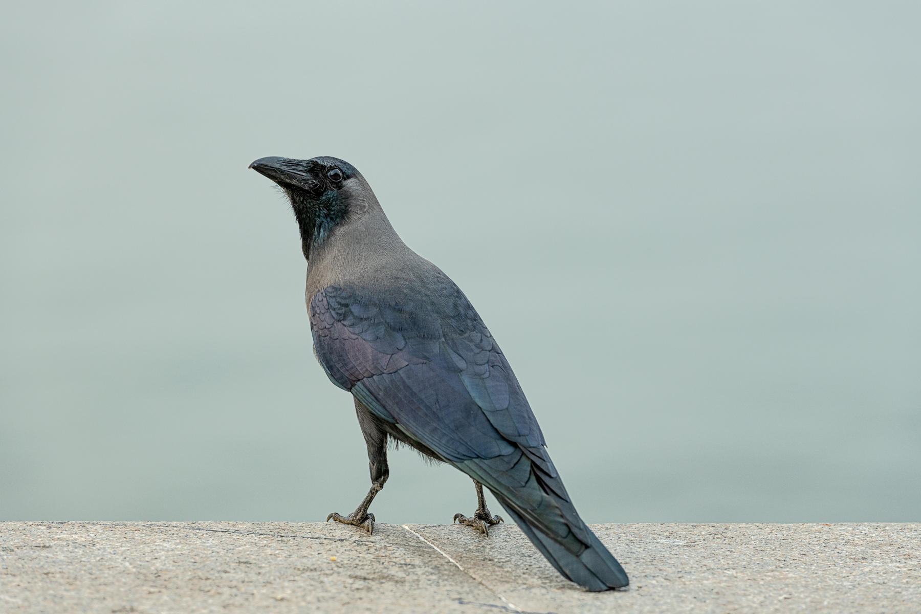 Raven : Winged Ones, Birds, Butterflies, Dragonflies... : ELIZABETH SANJUAN PHOTOGRAPHY