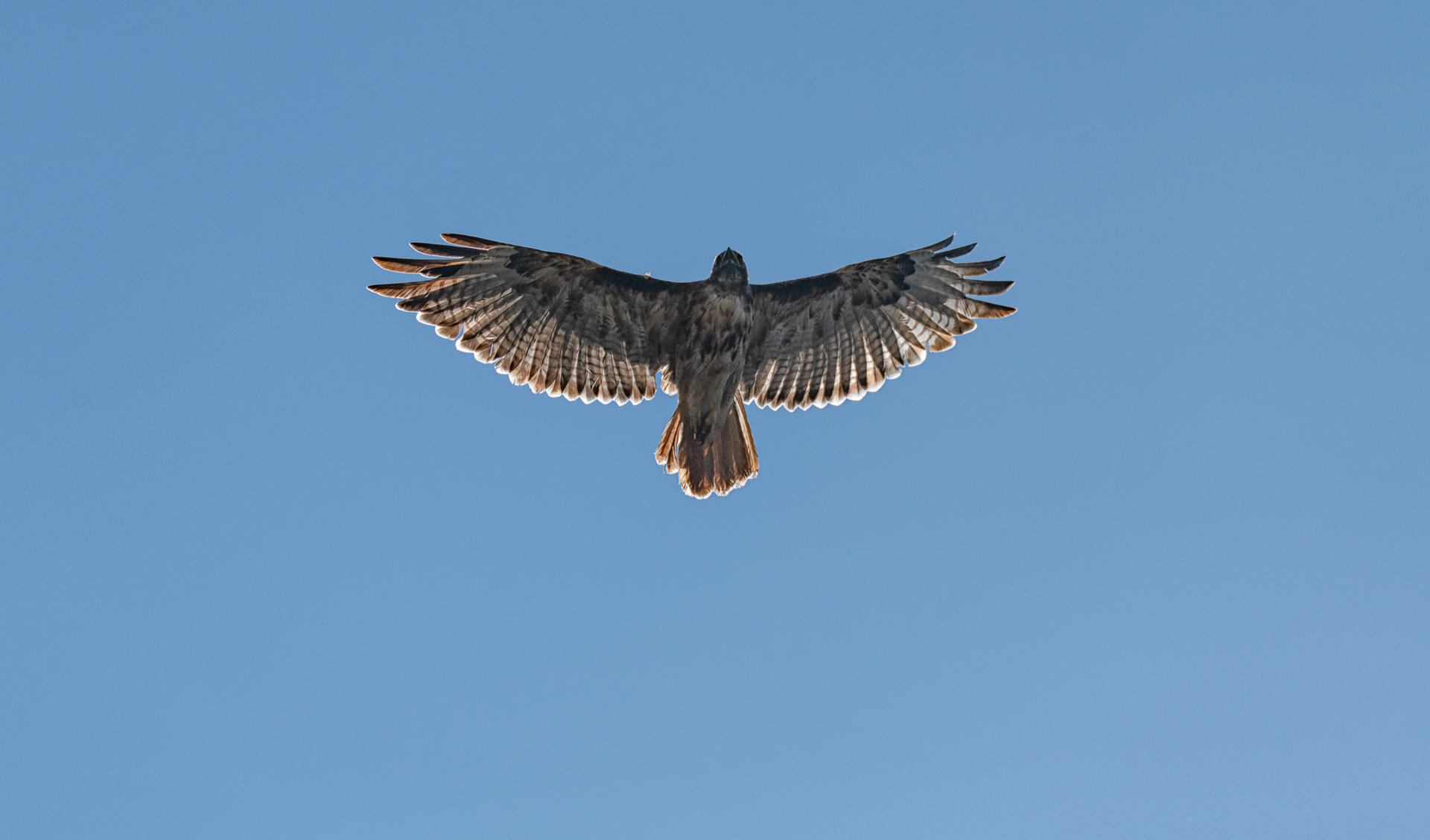 Red Tail Hawk : Winged Ones, Birds, Butterflies, Dragonflies... : ELIZABETH SANJUAN PHOTOGRAPHY