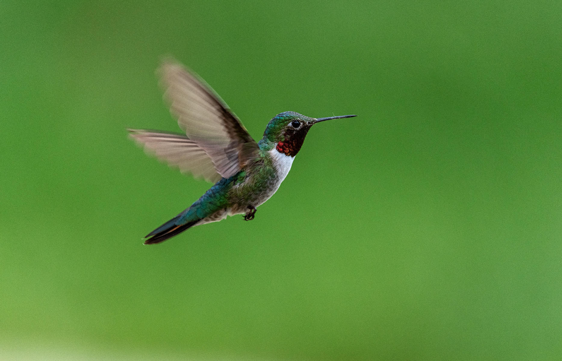 Ruby Throated Hummingbird : Winged Ones, Birds, Butterflies, Dragonflies... : ELIZABETH SANJUAN PHOTOGRAPHY
