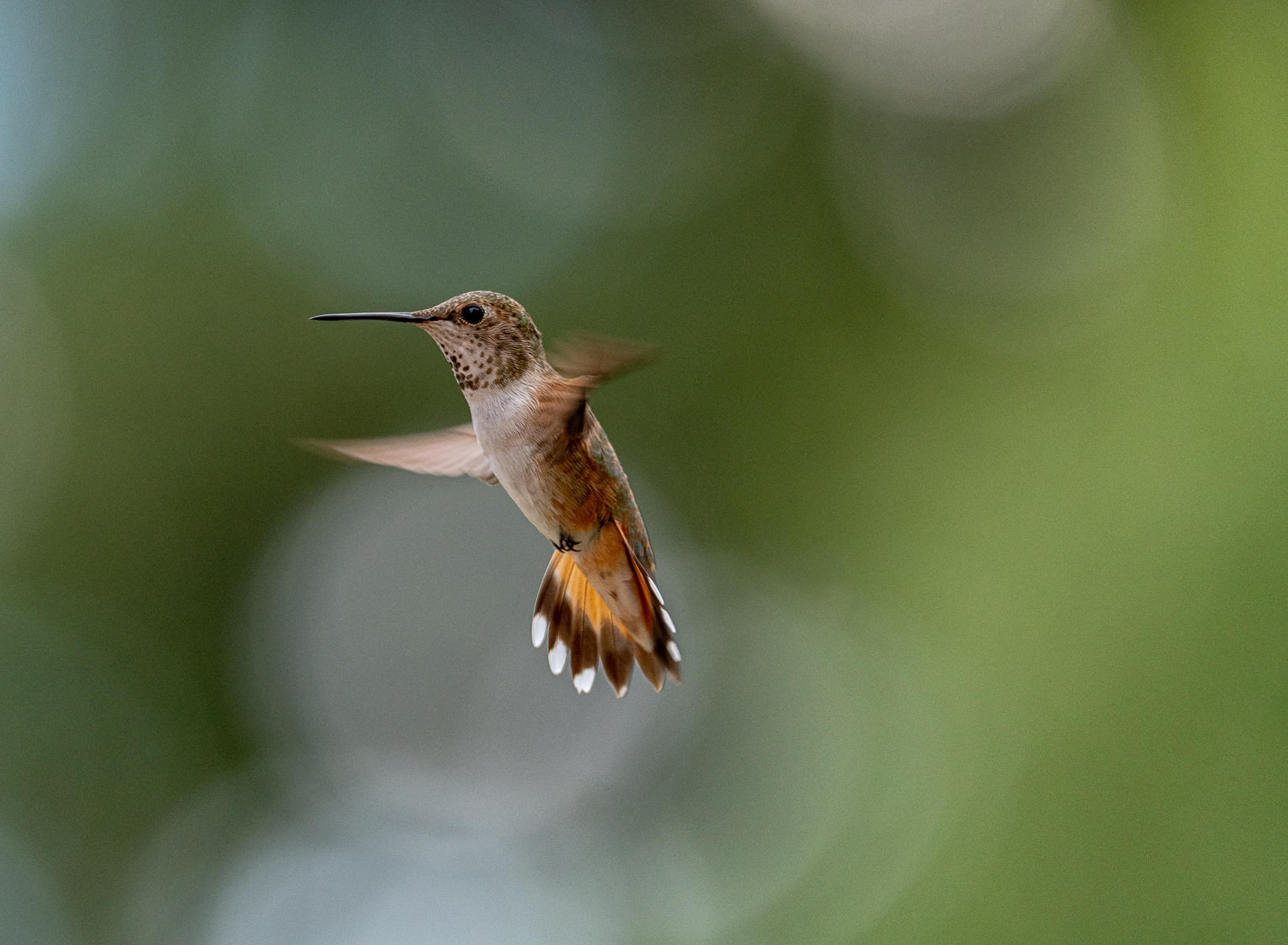 Rufous Hummingbird  : Winged Ones, Birds, Butterflies, Dragonflies... : ELIZABETH SANJUAN PHOTOGRAPHY
