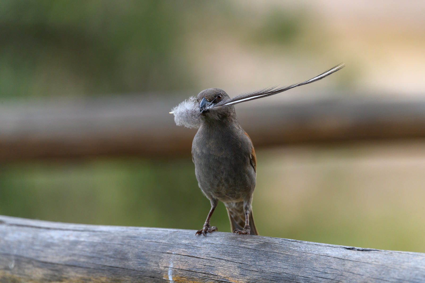 Bird with a Feather  : Winged Ones, Birds, Butterflies, Dragonflies... : ELIZABETH SANJUAN PHOTOGRAPHY