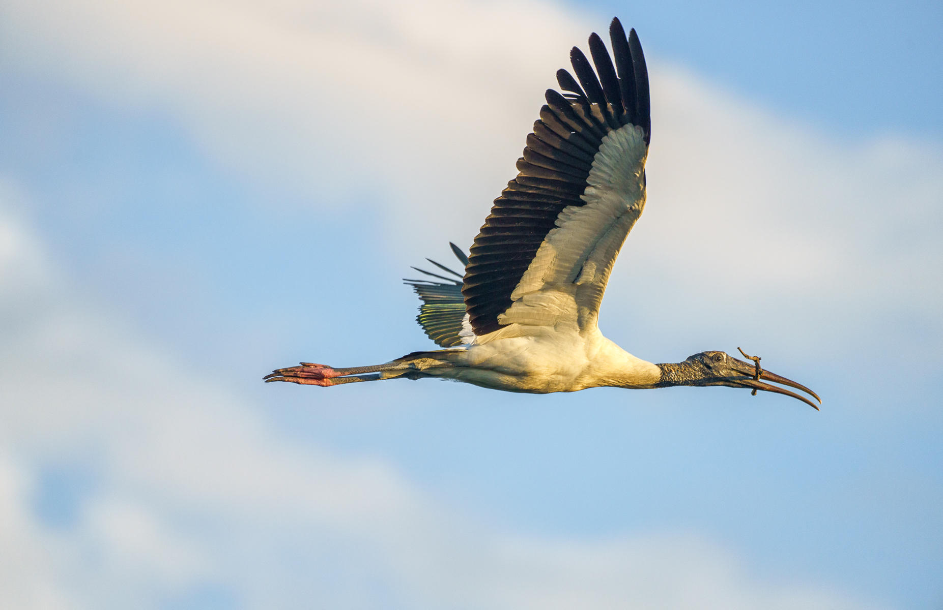 Wood Stork : Winged Ones, Birds, Butterflies, Dragonflies... : ELIZABETH SANJUAN PHOTOGRAPHY