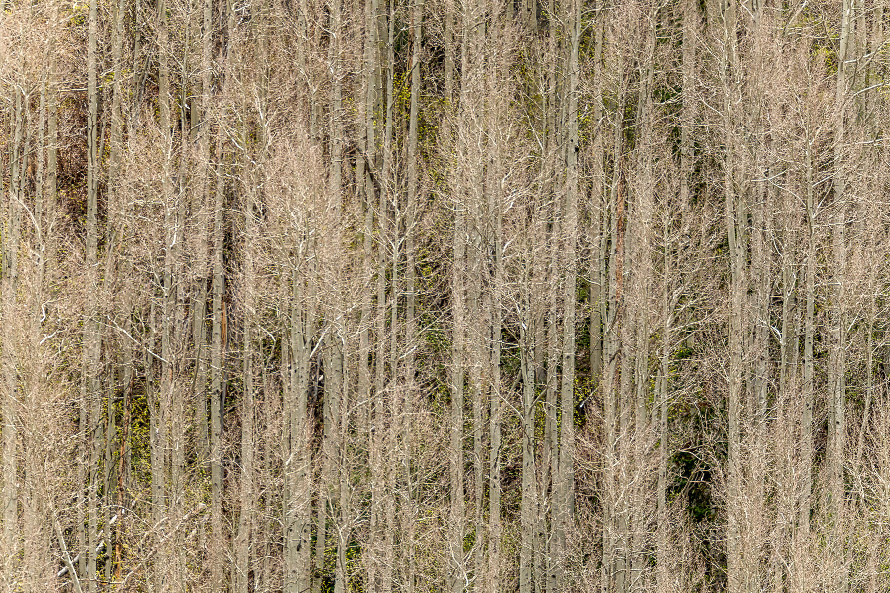 Apsens in Spring : Trees, Our Oxygen : ELIZABETH SANJUAN PHOTOGRAPHY