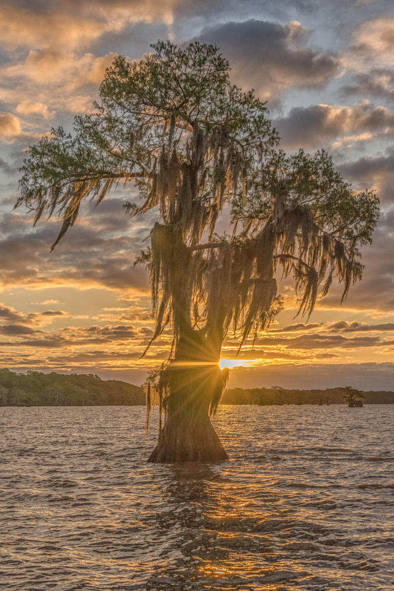 Sunrise on Atchafalaya : Trees, Our Oxygen : ELIZABETH SANJUAN PHOTOGRAPHY