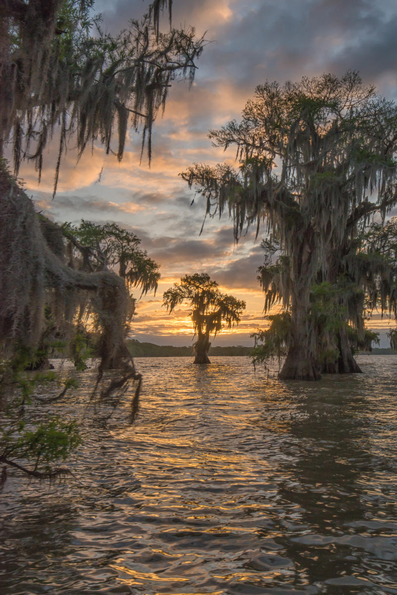 Atchafalaya, Sunrise : Trees, Our Oxygen : ELIZABETH SANJUAN PHOTOGRAPHY