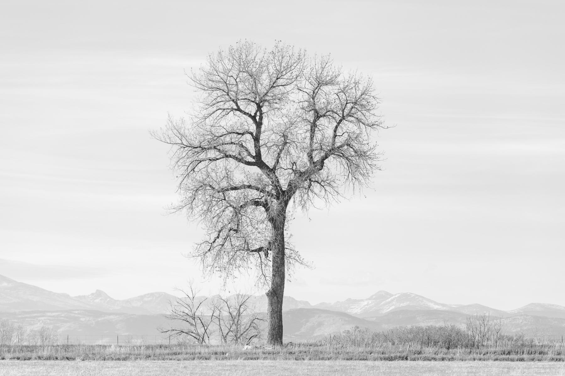 Proud, Colorado : Trees, Our Oxygen : ELIZABETH SANJUAN PHOTOGRAPHY