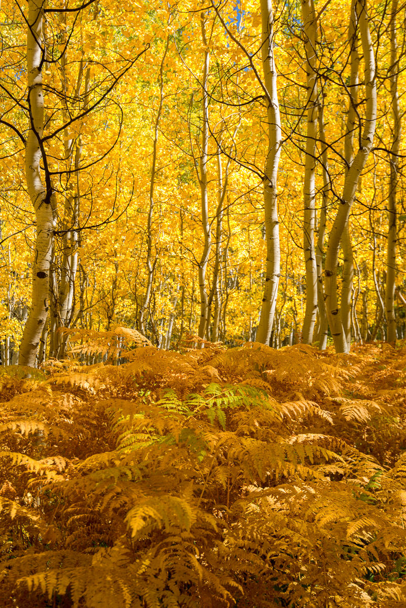 Fall Foliage, Colorado  : Trees, Our Oxygen : ELIZABETH SANJUAN PHOTOGRAPHY
