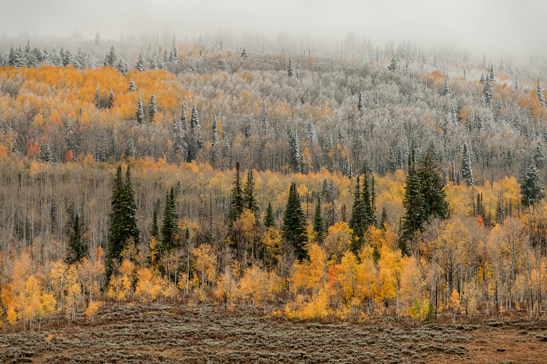 First Snowfall : Trees, Our Oxygen : ELIZABETH SANJUAN PHOTOGRAPHY