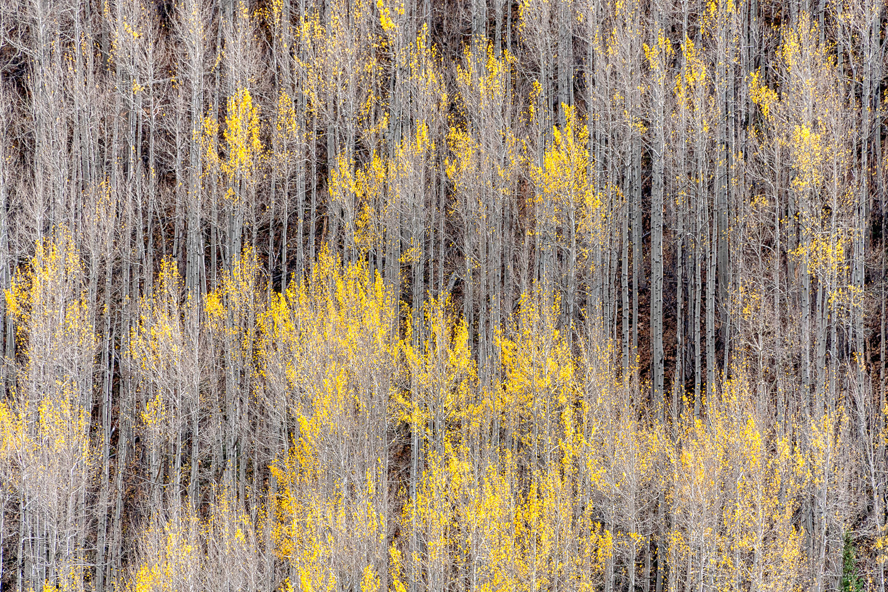 Aspens in late fall : Trees, Our Oxygen : ELIZABETH SANJUAN PHOTOGRAPHY
