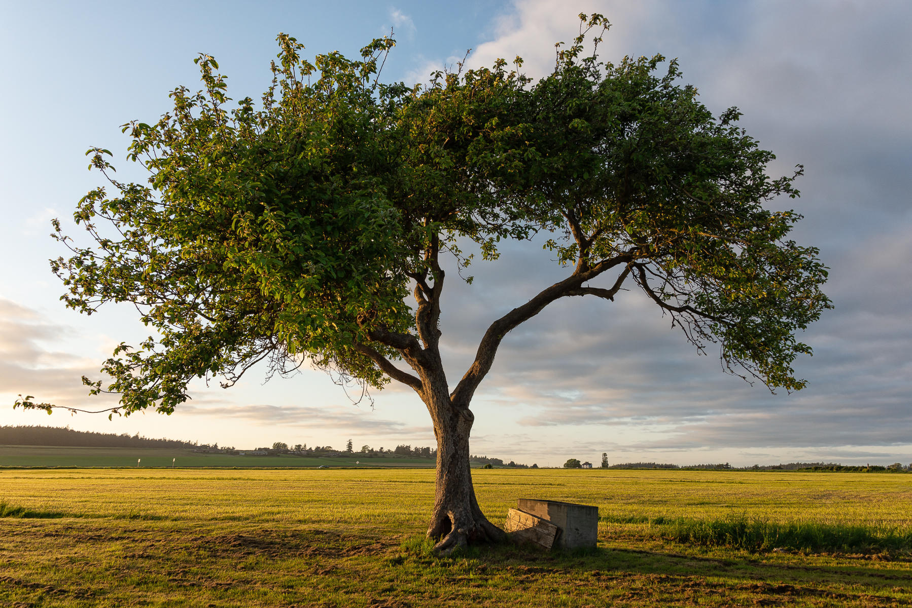 Under the Tree, Washington : Trees, Our Oxygen : ELIZABETH SANJUAN PHOTOGRAPHY