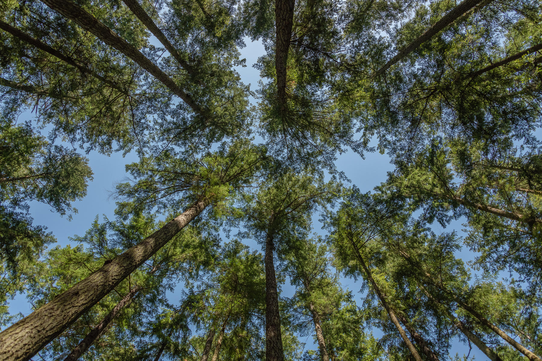 Giants Amongst Us, California : Trees, Our Oxygen : ELIZABETH SANJUAN PHOTOGRAPHY