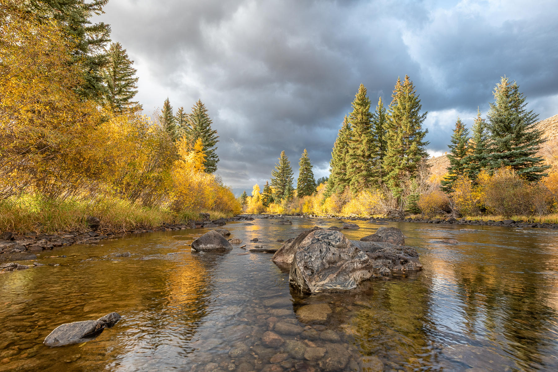 Blue River, Colorado : Trees, Our Oxygen : ELIZABETH SANJUAN PHOTOGRAPHY