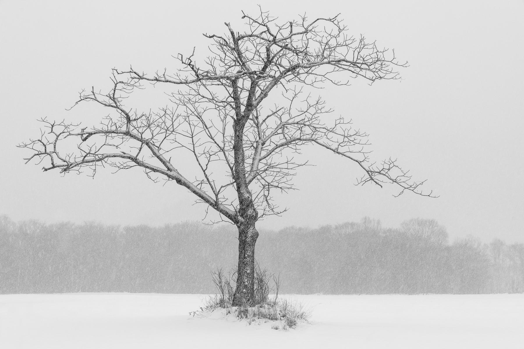 Immense Tree, Japan : Japan, Hokkaido, Silent Snow : ELIZABETH SANJUAN PHOTOGRAPHY