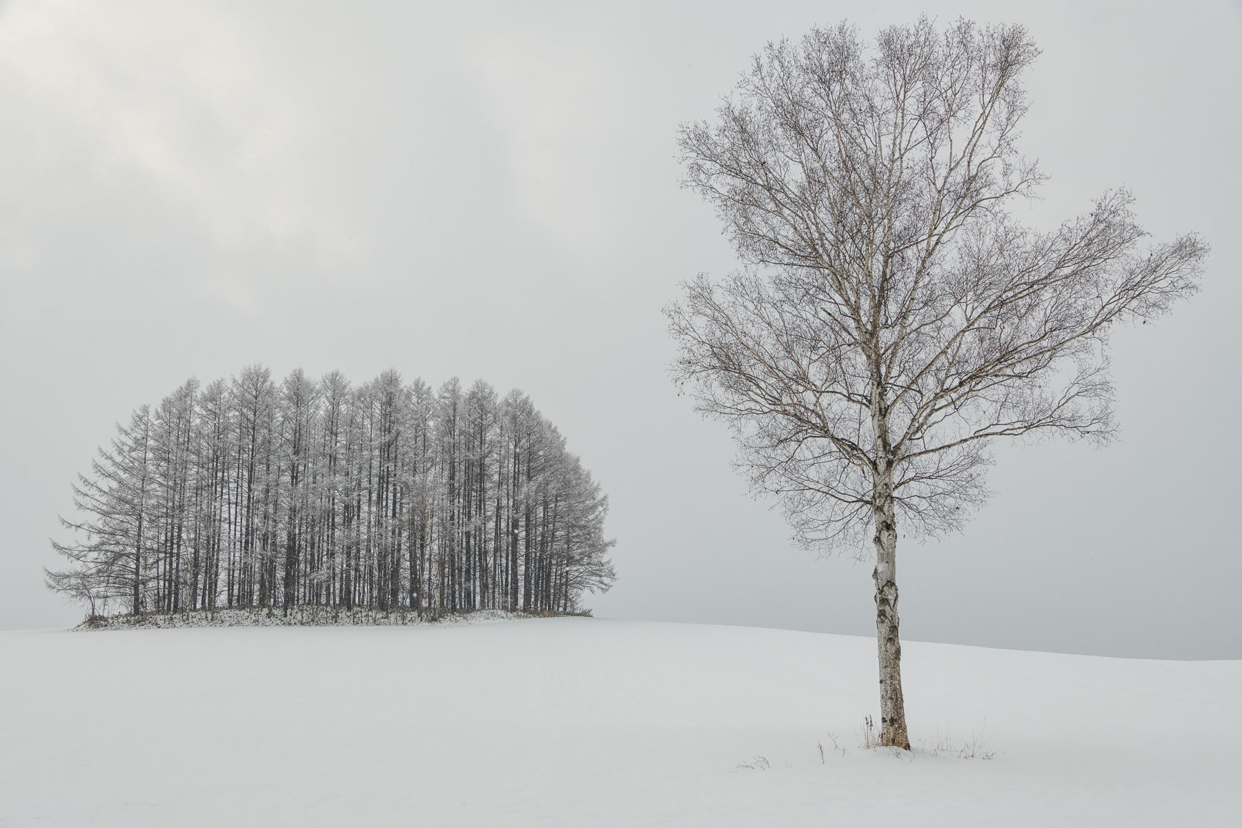On My Own, Japan : Japan, Hokkaido, Snowbound : ELIZABETH SANJUAN PHOTOGRAPHY