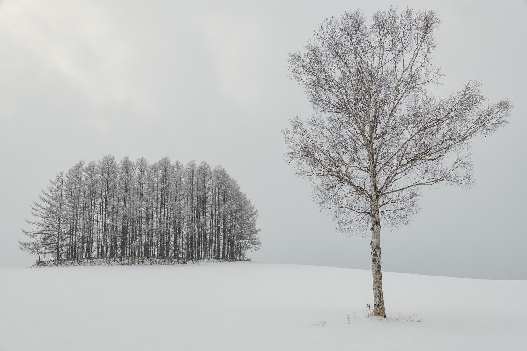 Independent, Japan : Trees, Our Oxygen : ELIZABETH SANJUAN PHOTOGRAPHY