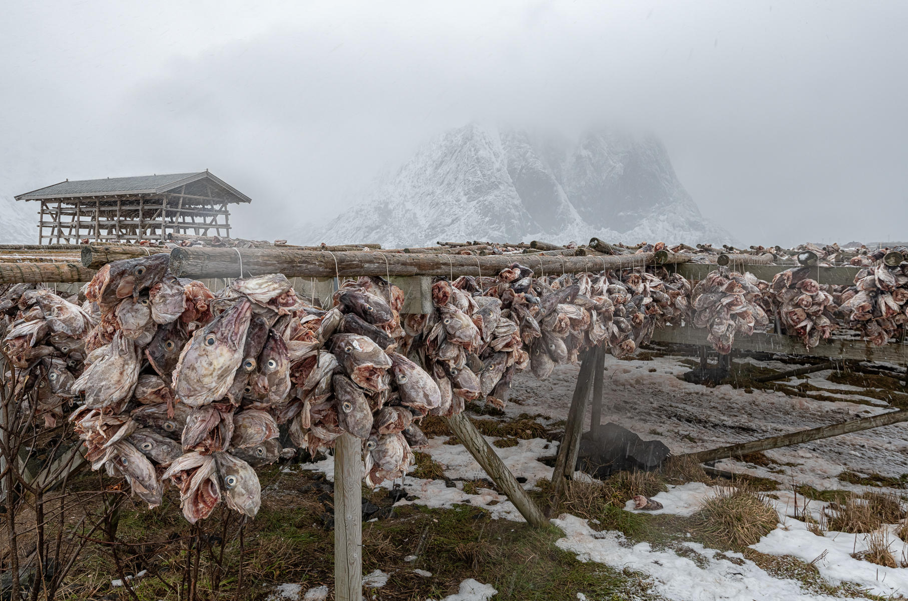 Fish Temple : Norway, Lofoten, Land of Cod : ELIZABETH SANJUAN PHOTOGRAPHY