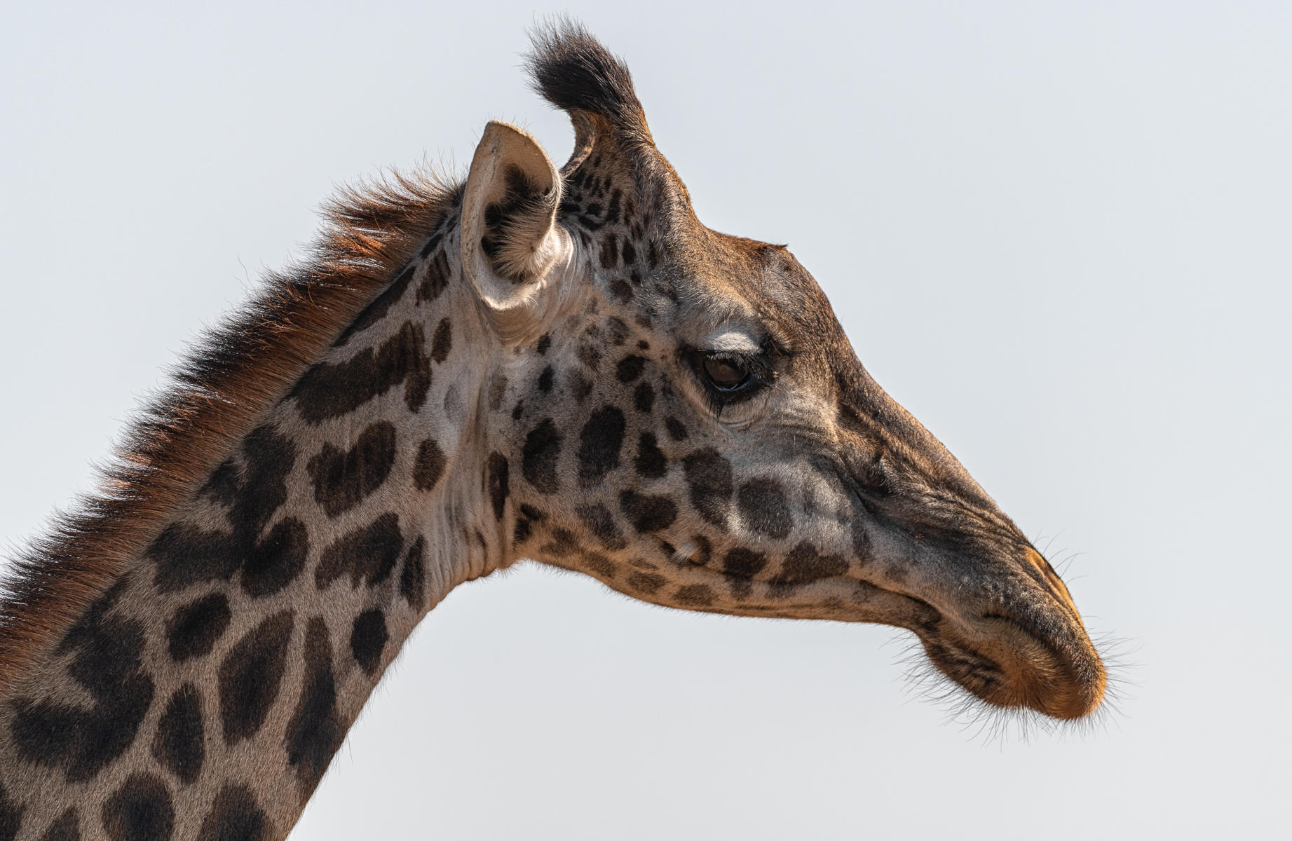 Giraffe Portrait : Earthbound : ELIZABETH SANJUAN PHOTOGRAPHY