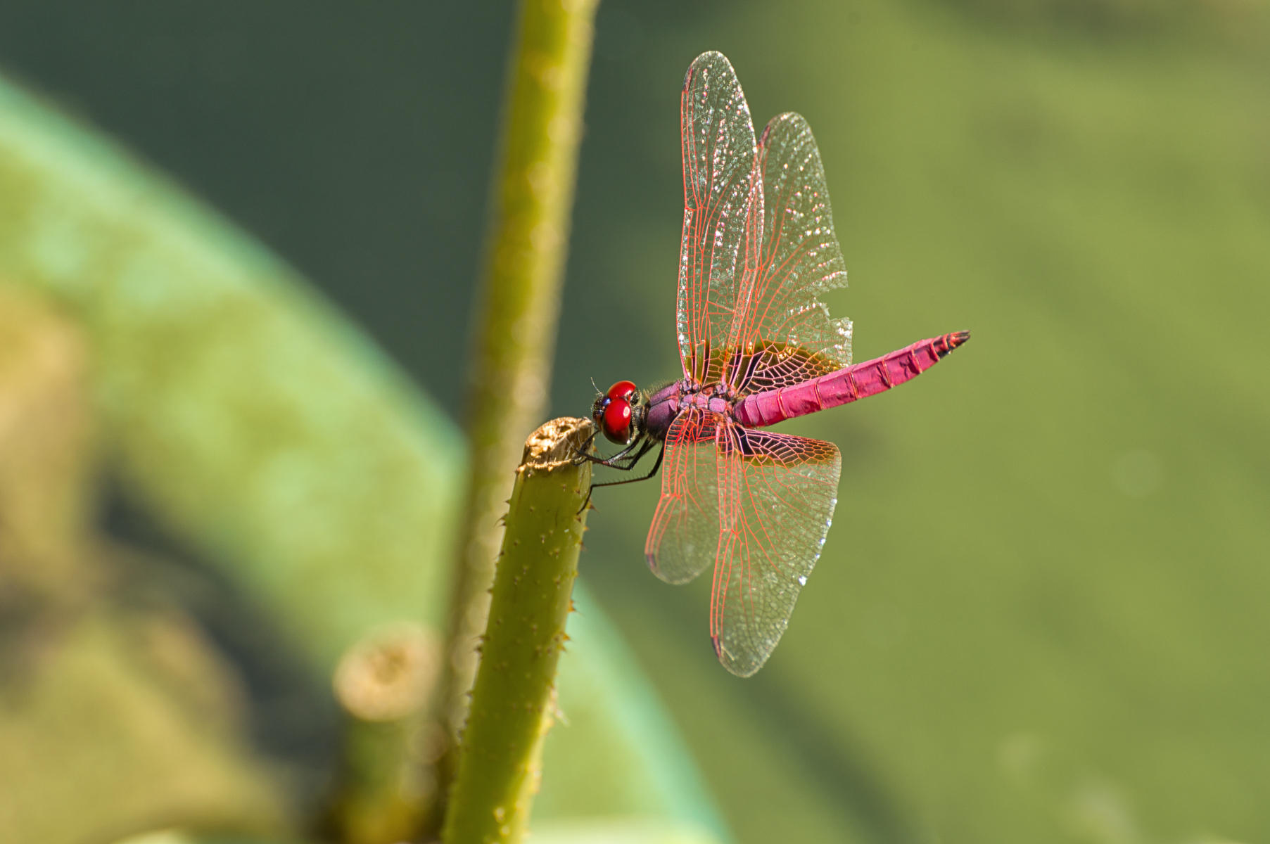 Pink Dragonfly : Winged Ones, Birds, Butterflies, Dragonflies... : ELIZABETH SANJUAN PHOTOGRAPHY