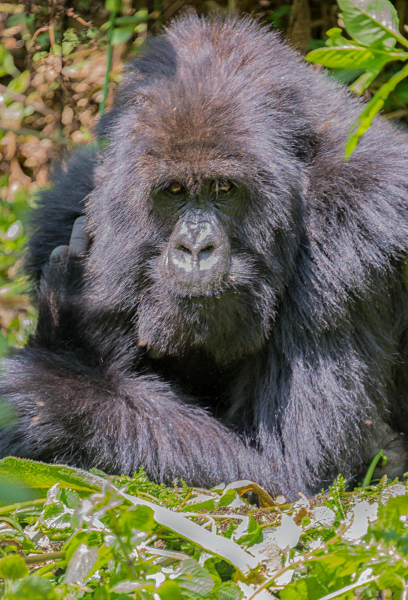 Gorilla Giving me the Finger : Earthbound : ELIZABETH SANJUAN PHOTOGRAPHY