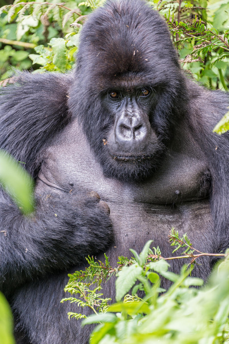 On the Verge,Silverback Gorilla : Earthbound : ELIZABETH SANJUAN PHOTOGRAPHY