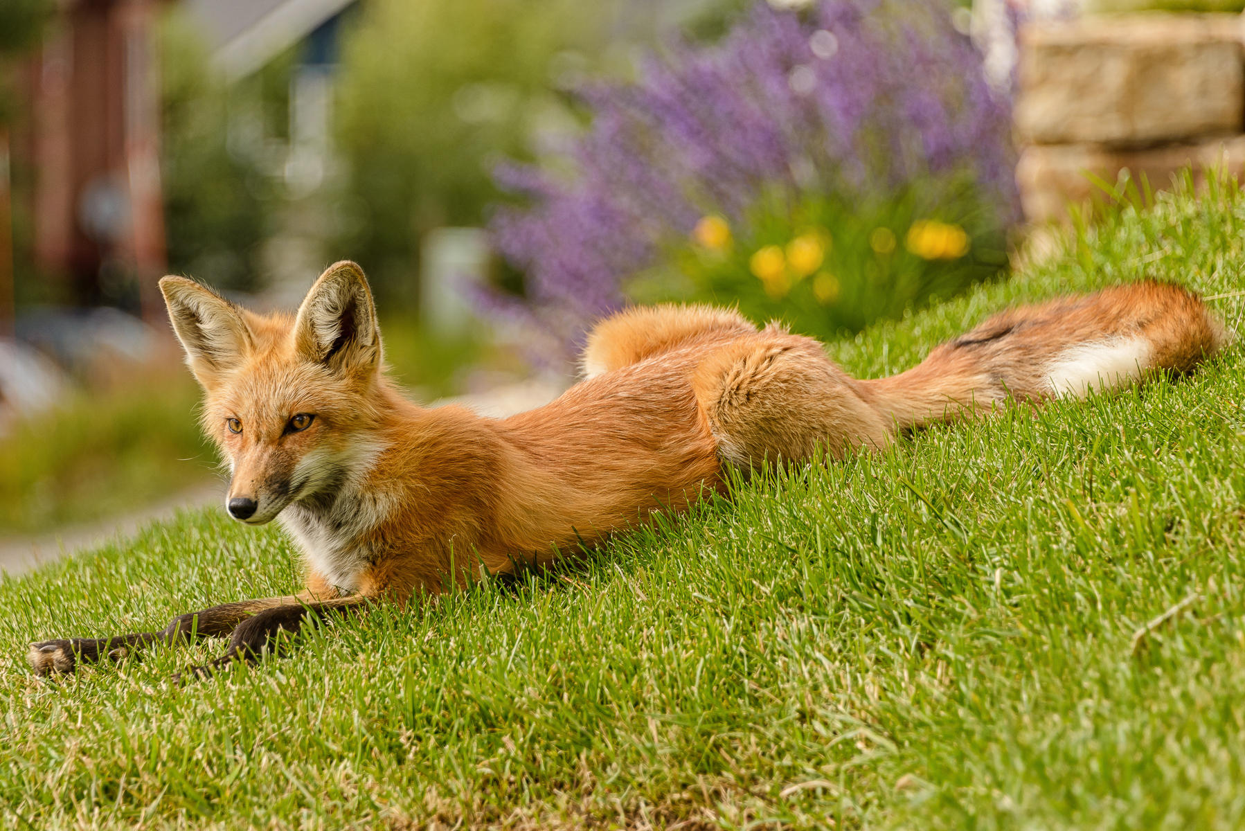 Red Fox Colorado : Earthbound : ELIZABETH SANJUAN PHOTOGRAPHY