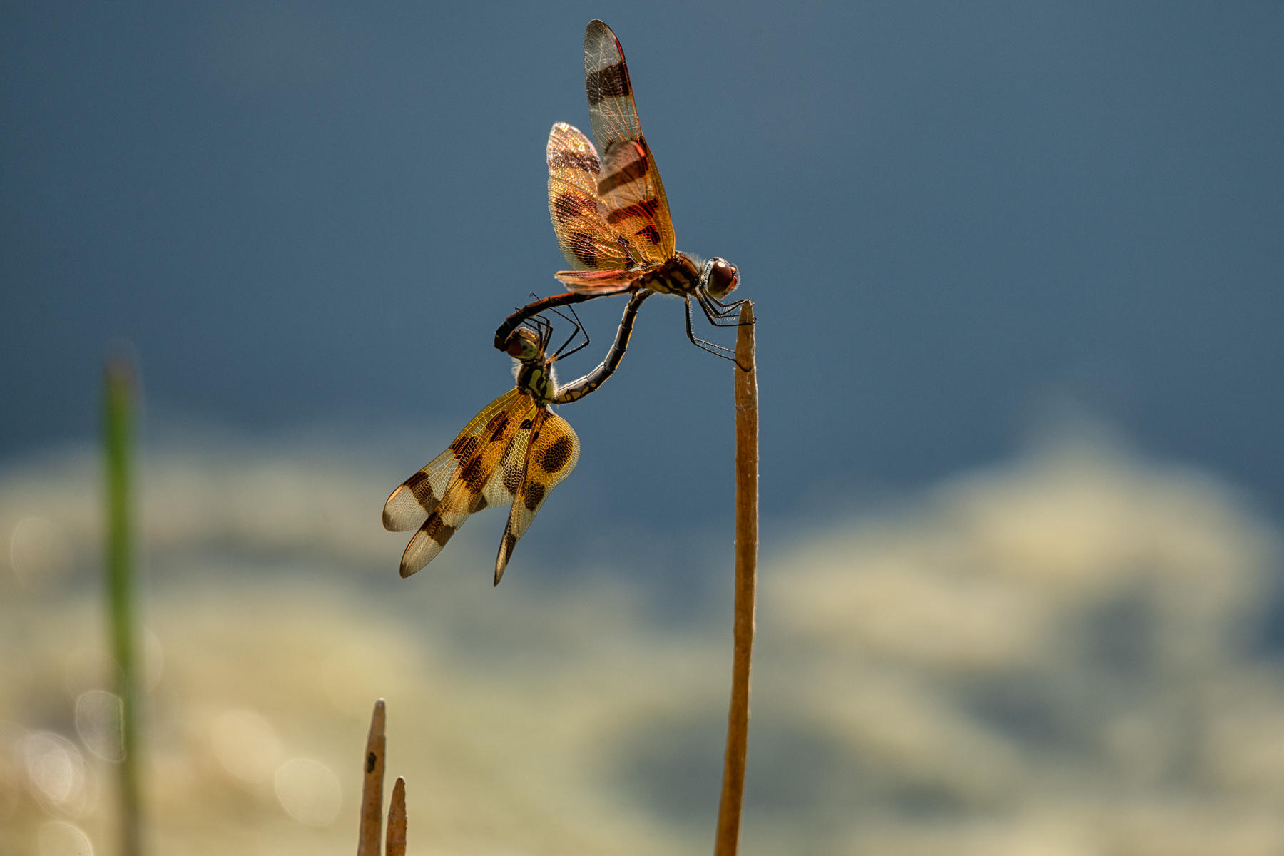 Halloween Pennant : Winged Ones, Birds, Butterflies, Dragonflies... : ELIZABETH SANJUAN PHOTOGRAPHY