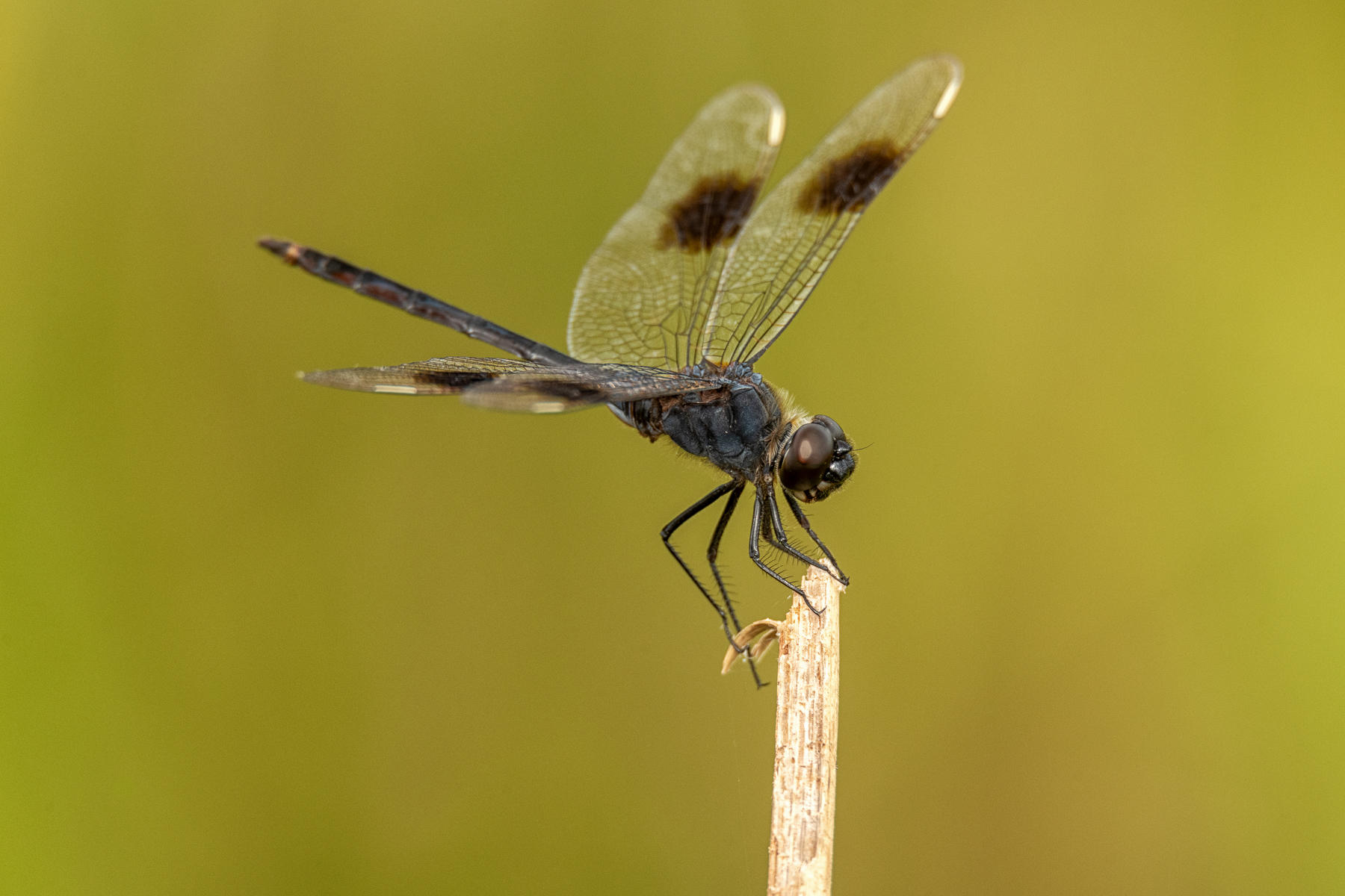 Four Spotted Pennant : Winged Ones, Birds, Butterflies, Dragonflies... : ELIZABETH SANJUAN PHOTOGRAPHY