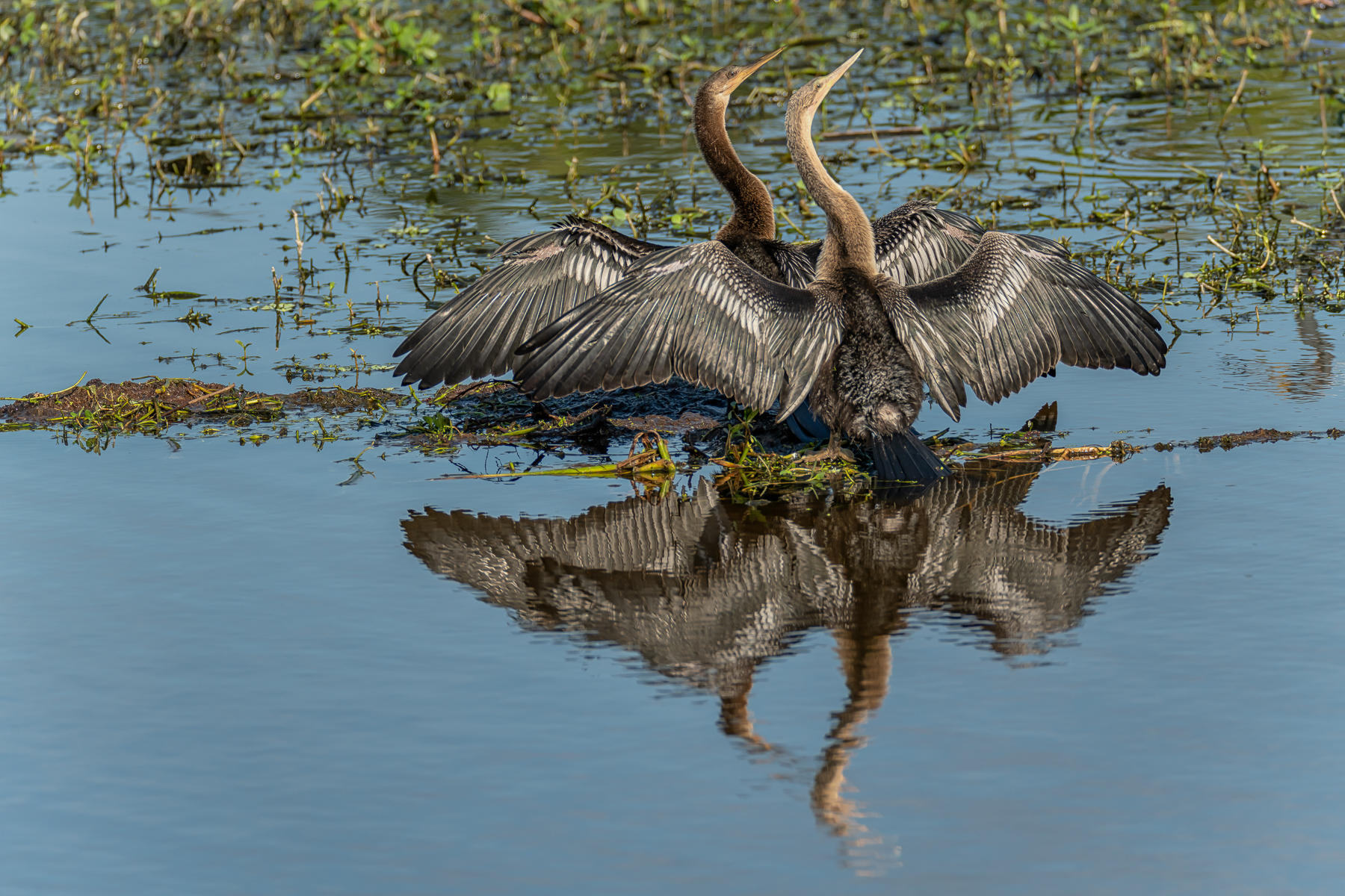 Dual Anhingas : Winged Ones, Birds, Butterflies, Dragonflies... : ELIZABETH SANJUAN PHOTOGRAPHY