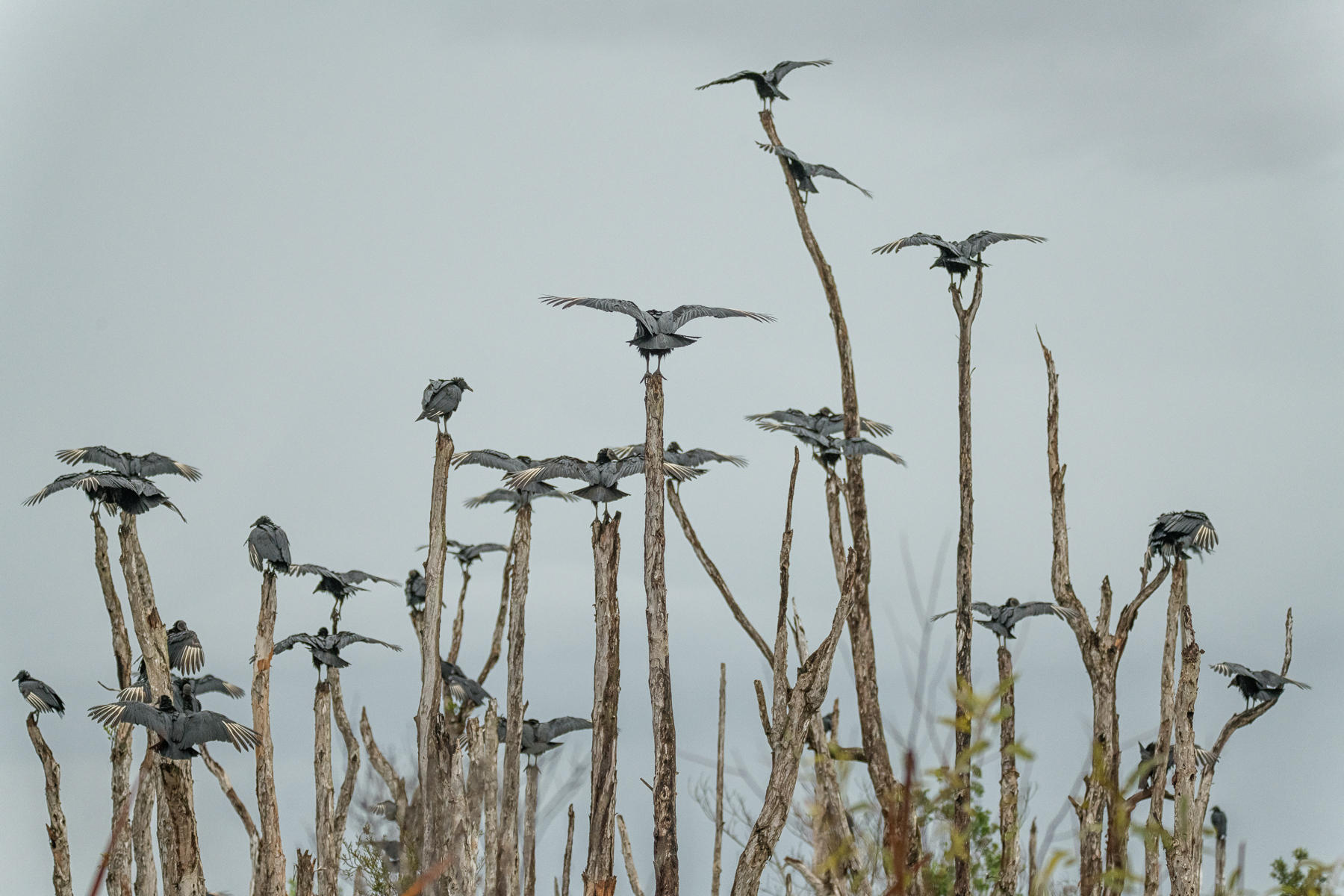 Vulture Colony : Winged Ones, Birds, Butterflies, Dragonflies... : ELIZABETH SANJUAN PHOTOGRAPHY