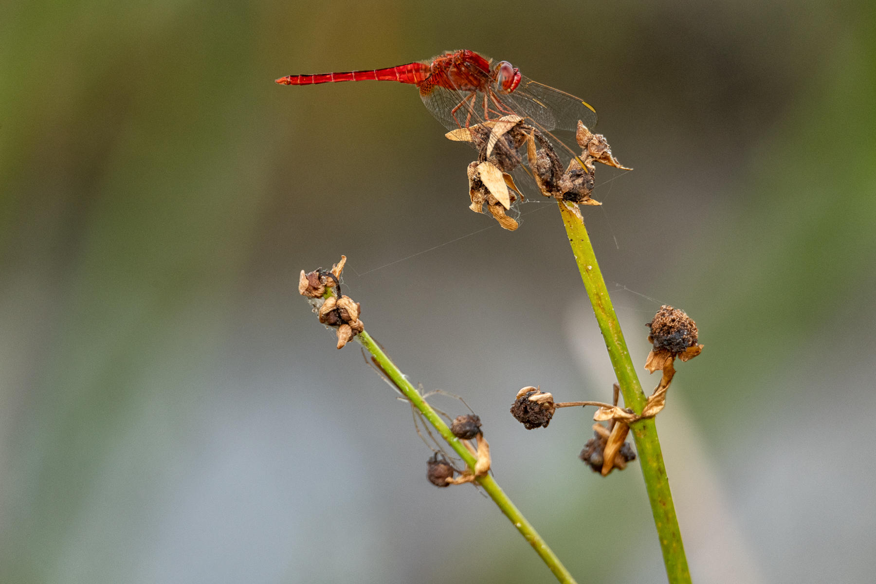 Darter Dragonfly
 : Winged Ones, Birds, Butterflies, Dragonflies... : ELIZABETH SANJUAN PHOTOGRAPHY