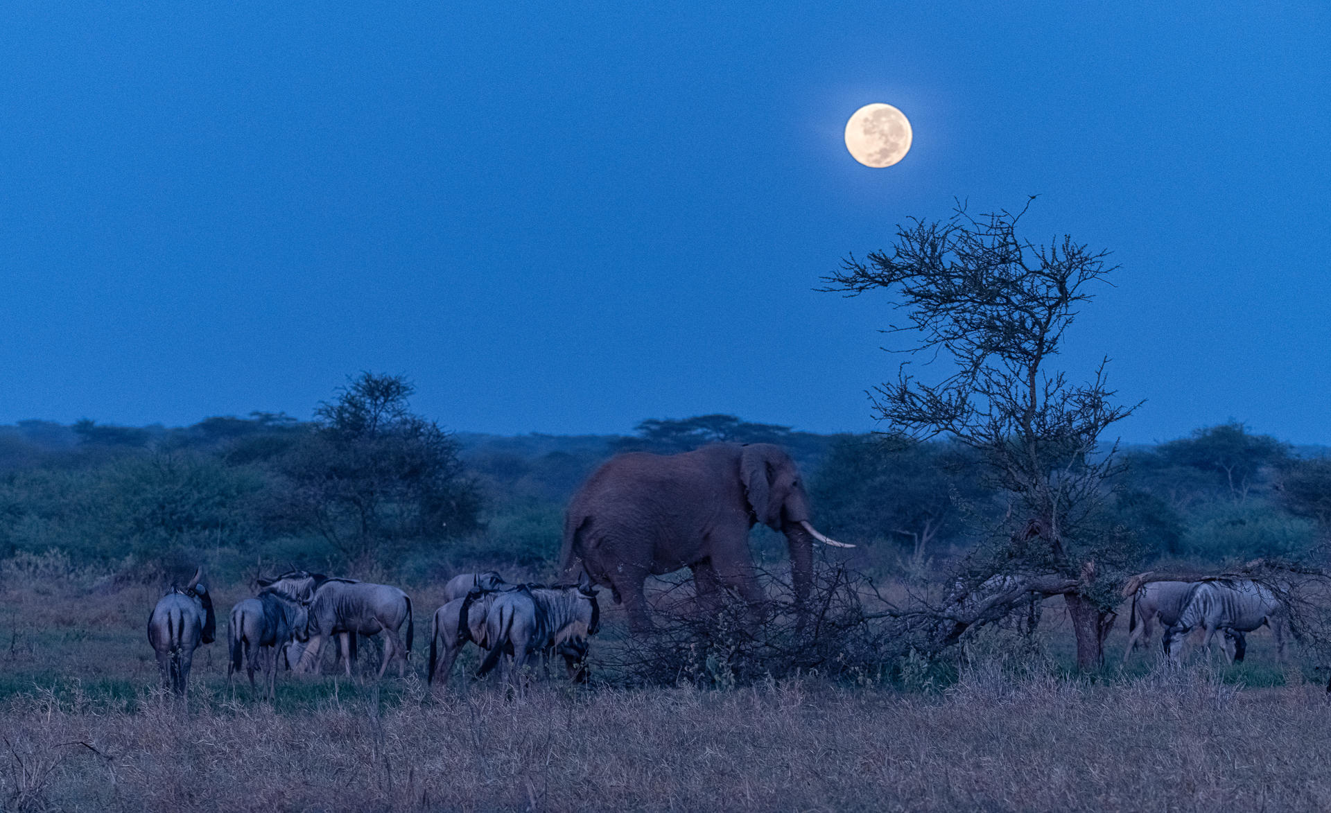 Moonrise, Elephant and Wildebeest : Earthbound : ELIZABETH SANJUAN PHOTOGRAPHY