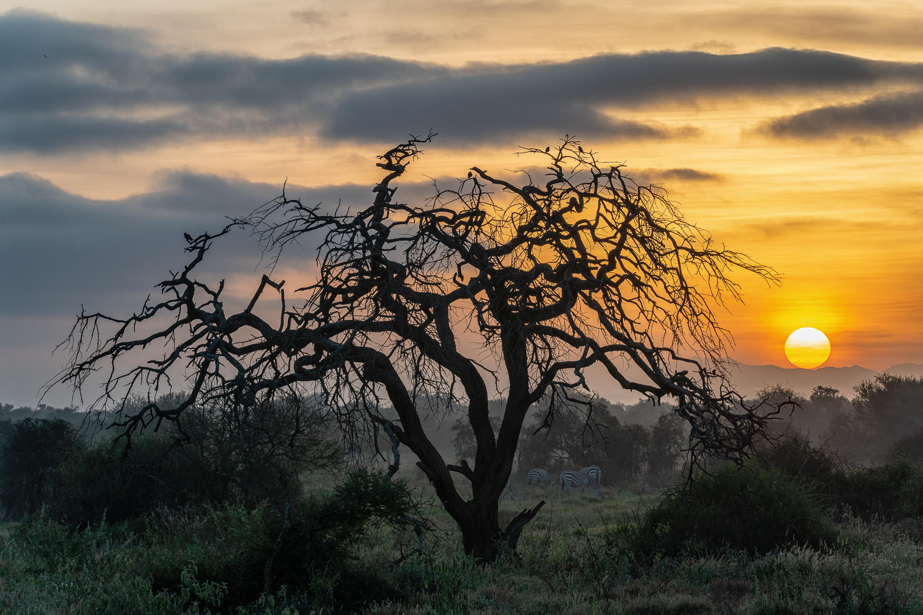 Zebras in the Mist

 : Trees, Our Oxygen : ELIZABETH SANJUAN PHOTOGRAPHY