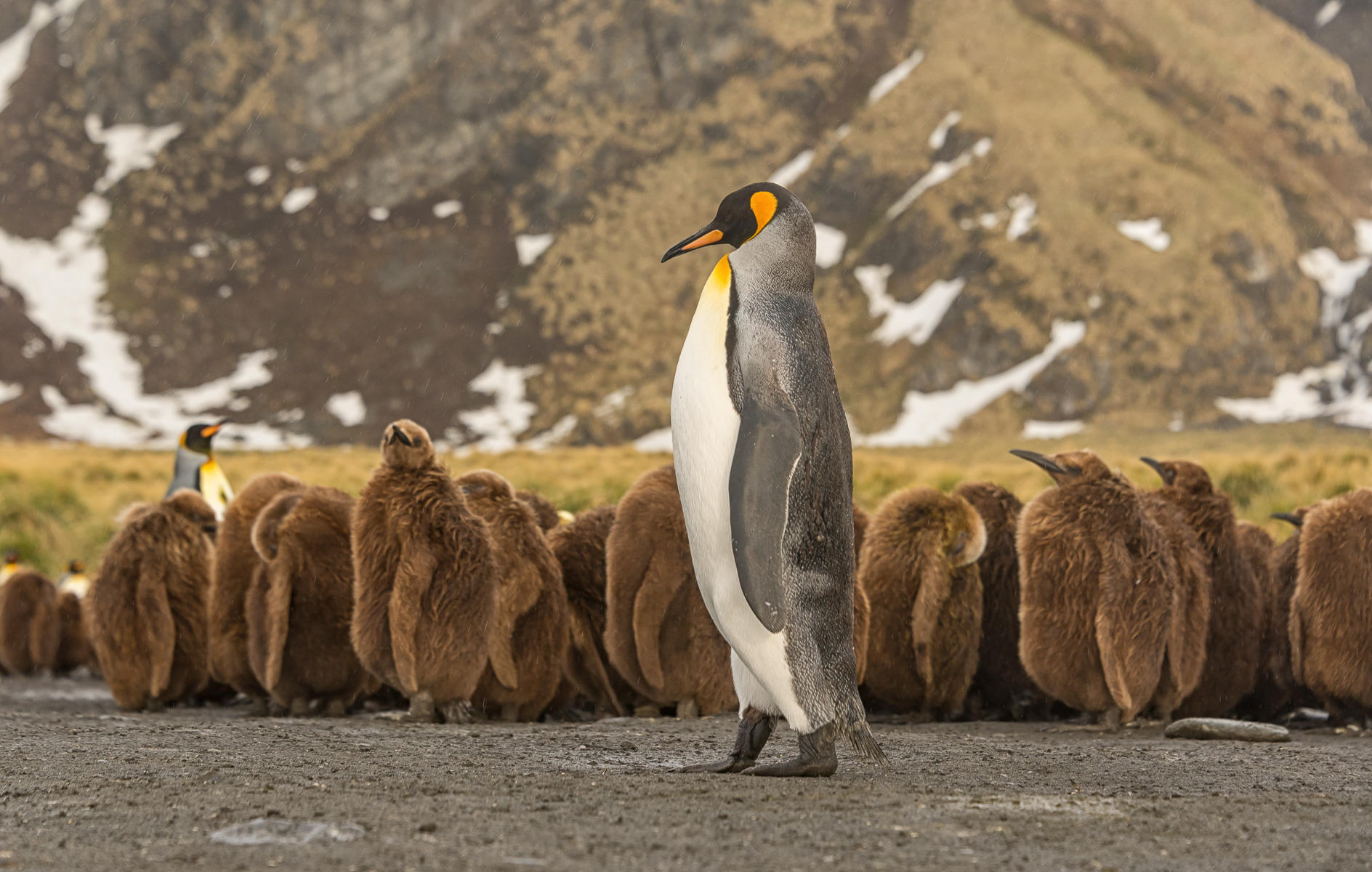 King amongst Us : South Georgia Island, Penguin Kingdom  : ELIZABETH SANJUAN PHOTOGRAPHY