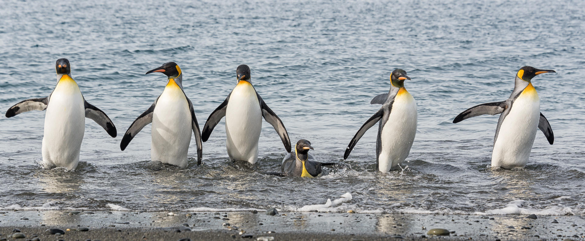 Boys on the Beach : South Georgia Island, Penguin Kingdom  : ELIZABETH SANJUAN PHOTOGRAPHY