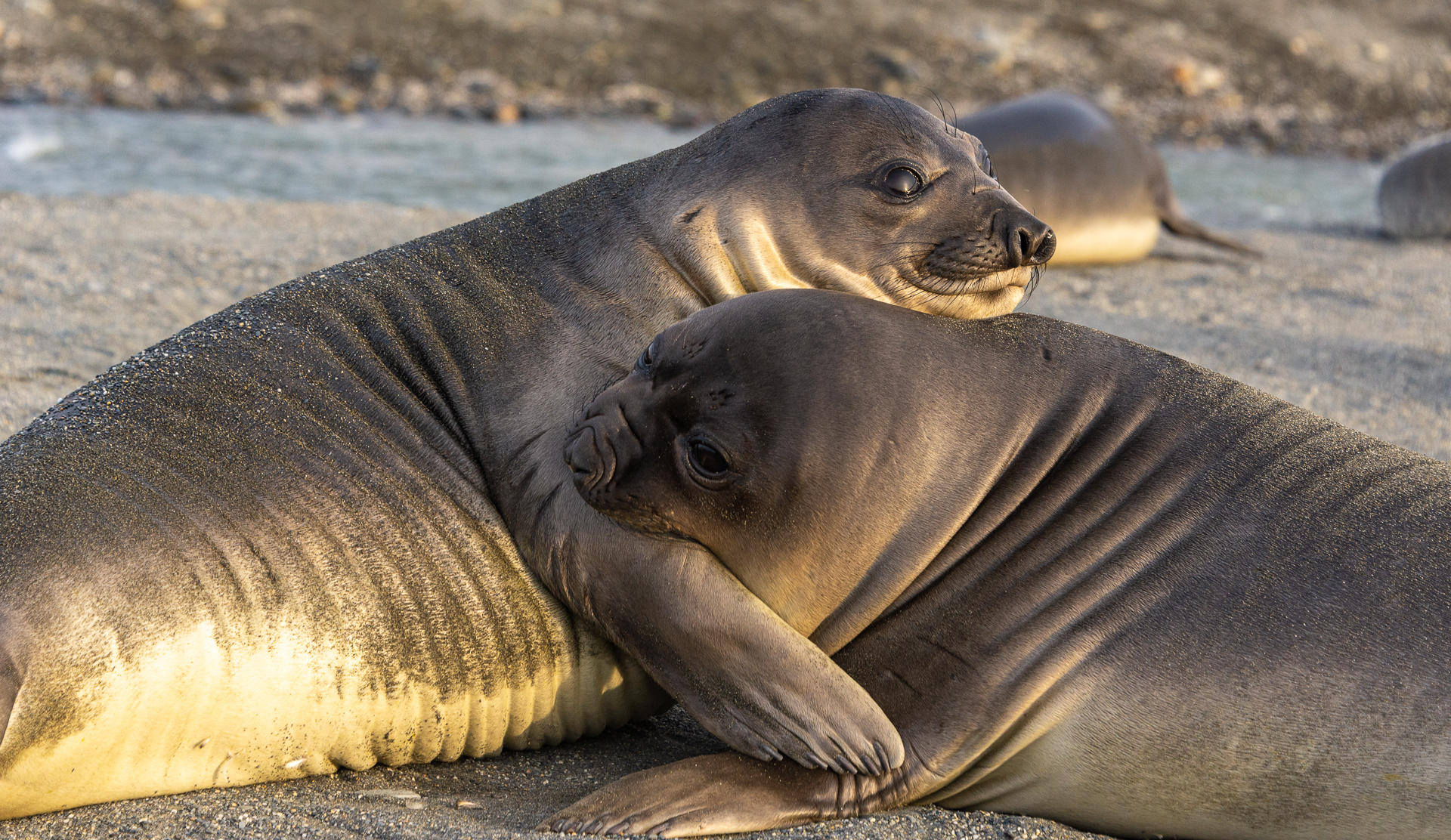 Pups in Play : South Georgia Island, Penguin Kingdom  : ELIZABETH SANJUAN PHOTOGRAPHY